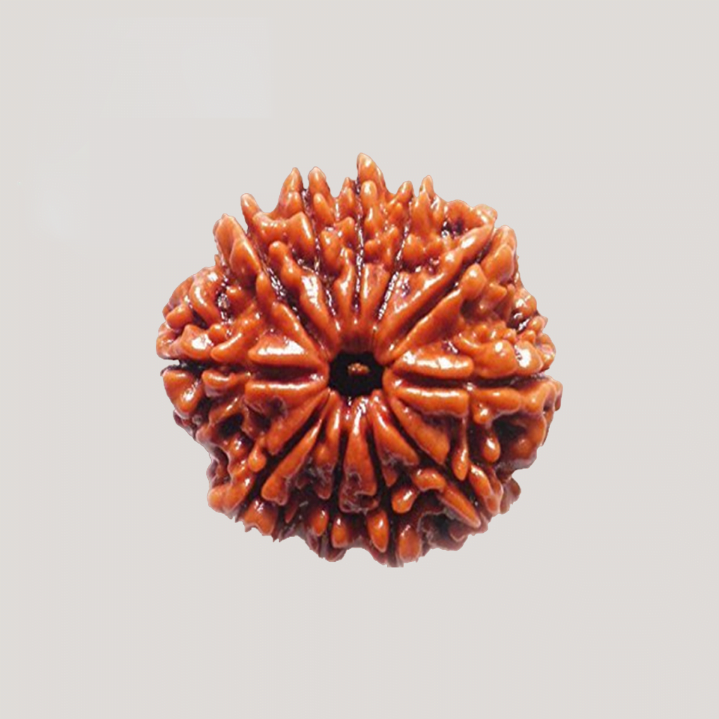 11 Mukhi Rudraksha