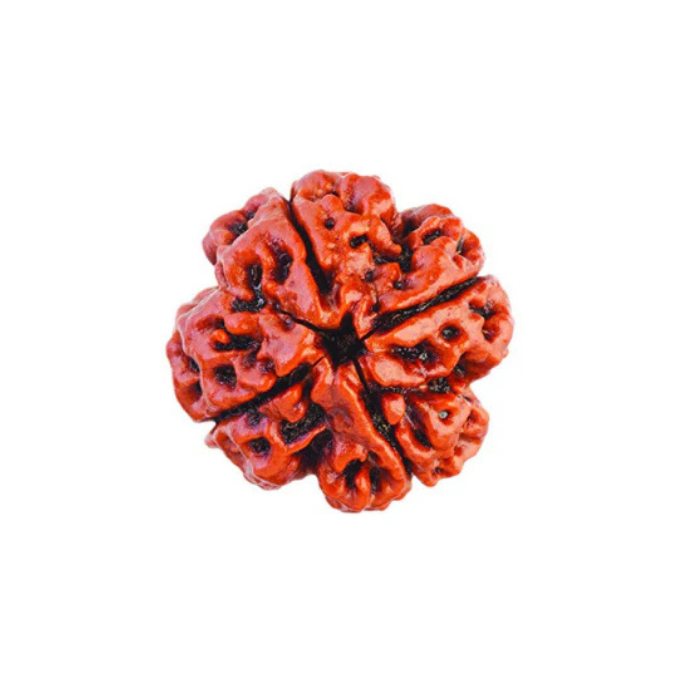 4 Mukhi Rudraksha