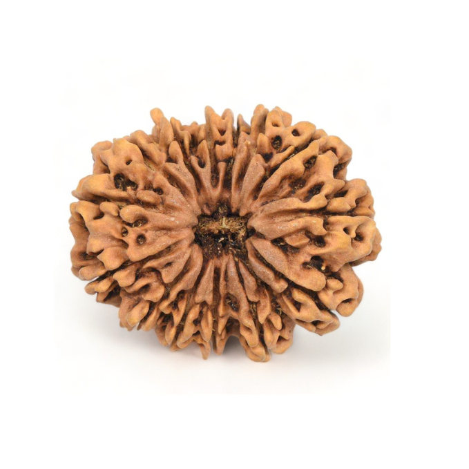 14 Mukhi Rudraksha