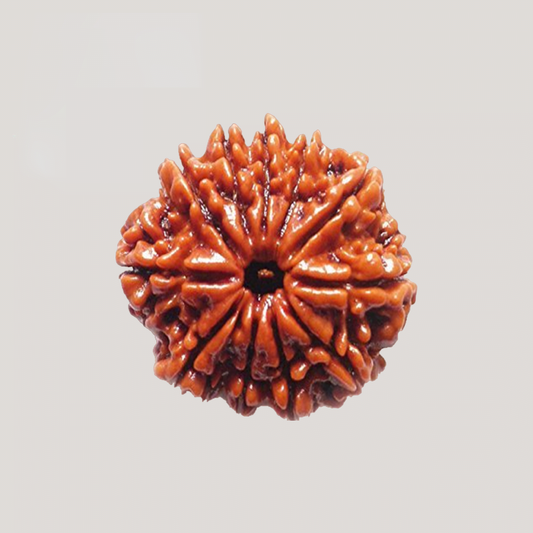 11 Mukhi Rudraksha
