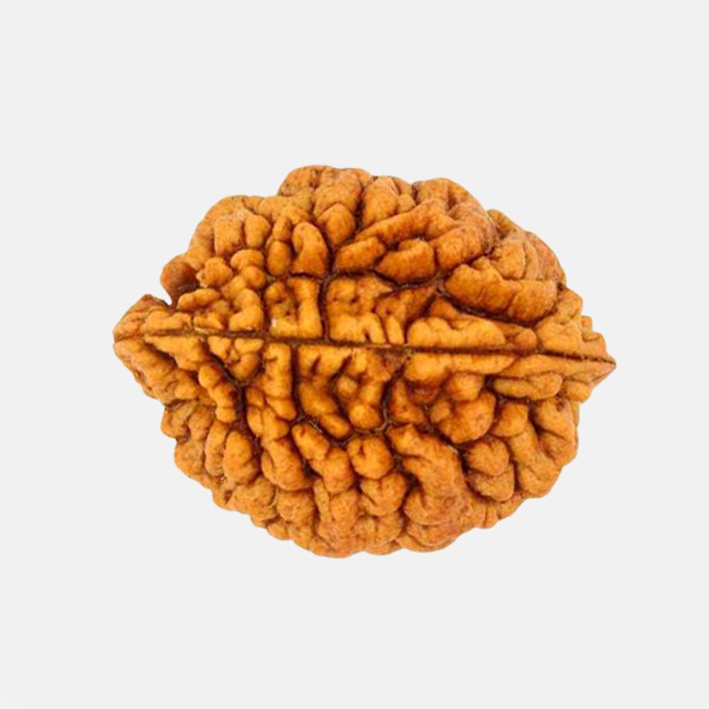 2 Mukhi Rudraksha