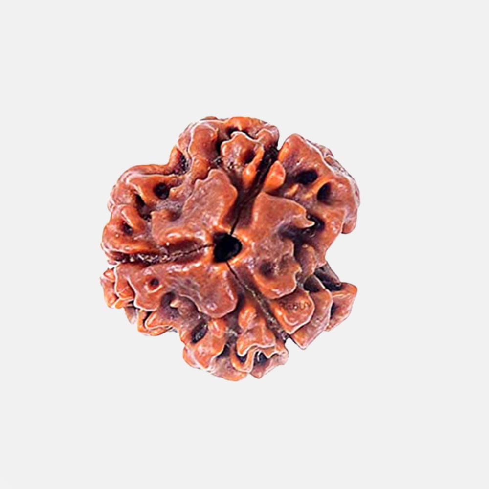 3 Mukhi Rudraksha