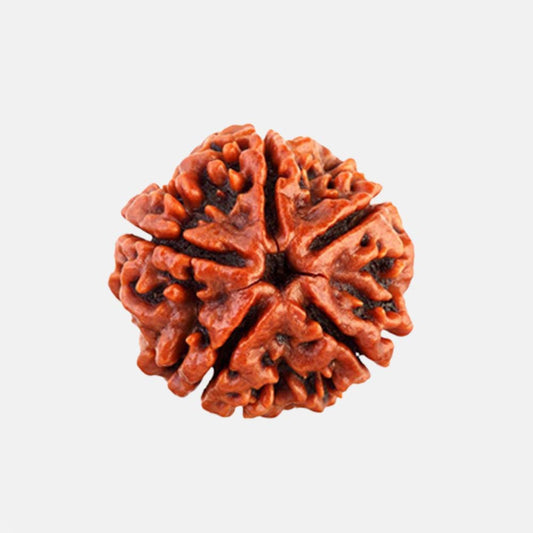 5 Mukhi Rudraksha