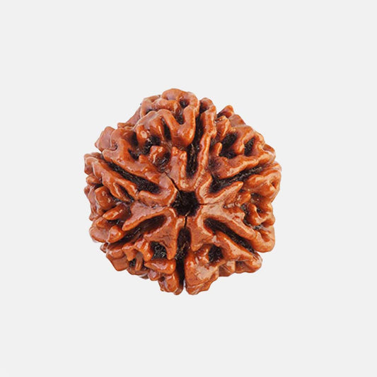 6 Mukhi Rudraksha