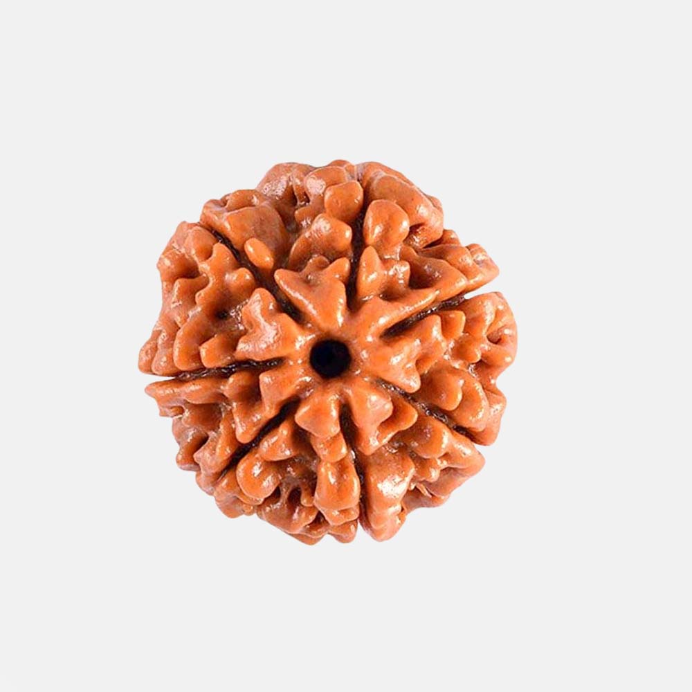 7 Mukhi Rudraksha