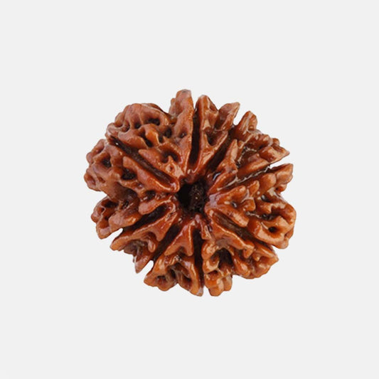 8 Mukhi Rudraksha
