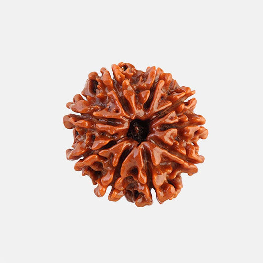 9 Mukhi Rudraksha