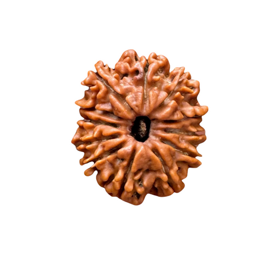 12 Mukhi Rudraksha
