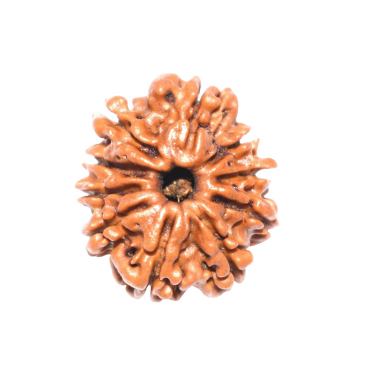 10 Mukhi Rudraksha