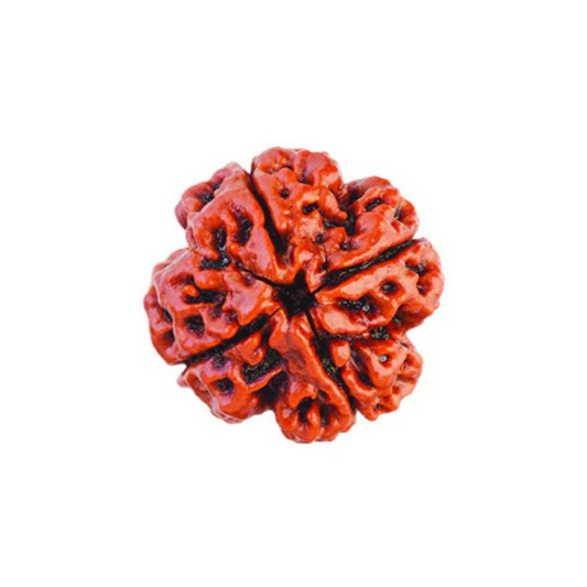 4 Mukhi Rudraksha