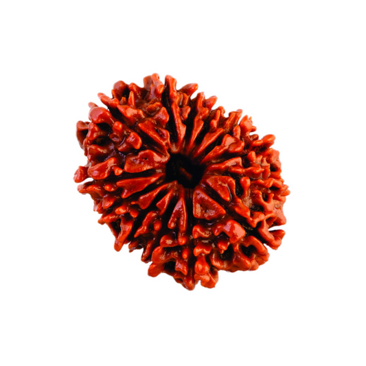13 Mukhi Rudraksha