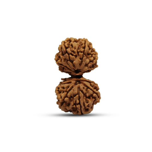 Gaurishankar Rudraksha